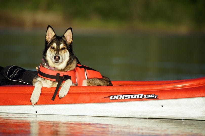 a dog wearing a life jacket sitting in a kayak