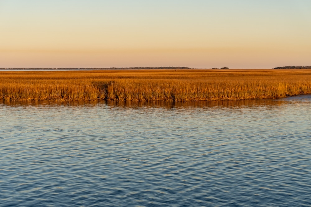 Golden Hour On St Marys River Georgia Sea Grass 