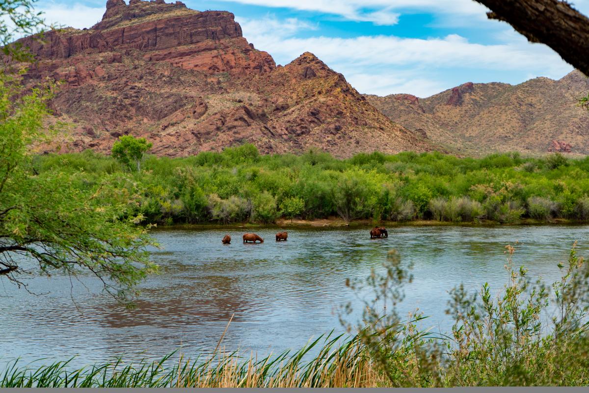 wild horses in the salt river