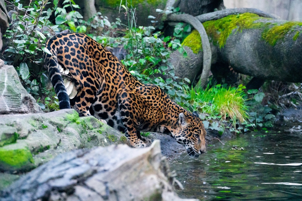 A Leopard At The Woodland Park Zoo (seattle)