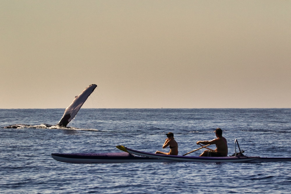 Humpback Whale Showing Off For Unidentifiable Kayakers