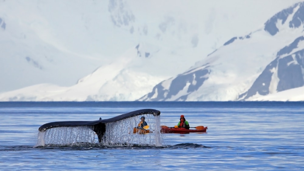 Humpback Whale Tail With Kayak Boat Or Ship Showing On