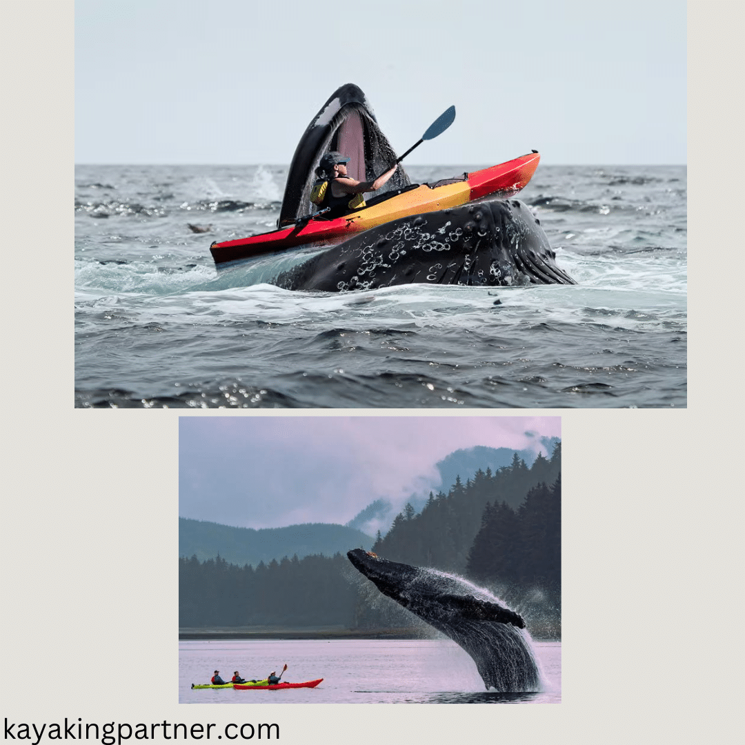 kayak swallowed by whale