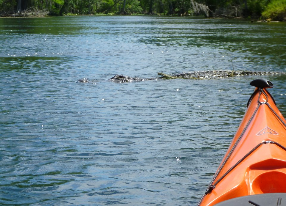 a kayak and an alligator