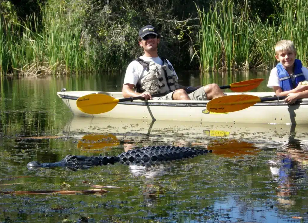 two kayakers in a kayak and an alligator in water nearby